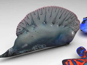 मछलियों का सेट 3D मॉडल