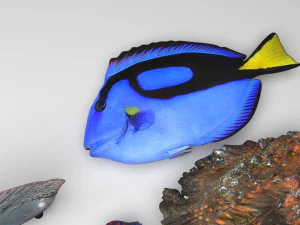 मछलियों का सेट 3D मॉडल