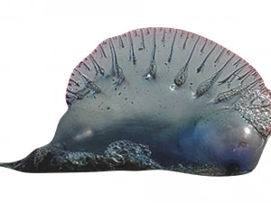 मछलियों का सेट 3D मॉडल