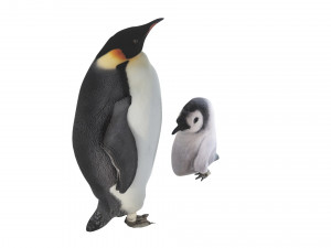 Penguin With Baby Penguin Modèle 3D