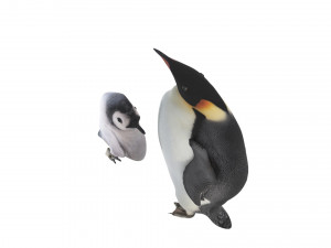 Penguin With Baby Penguin Modèle 3D