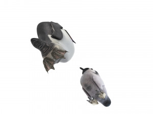 Penguin With Baby Penguin Modèle 3D