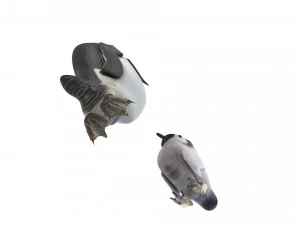 Penguin With Baby Penguin 3D Model
