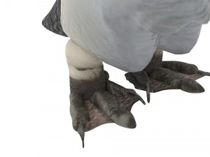 Penguin With Baby Penguin Modèle 3D