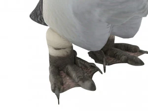Penguin With Baby Penguin 3D Model