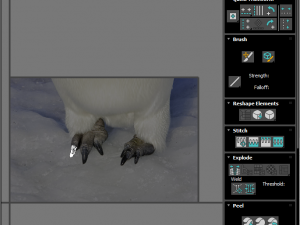 Penguin With Baby Penguin Modèle 3D