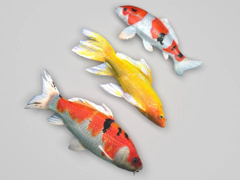 Fishes Set 3D Model