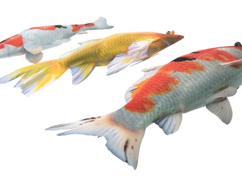Fishes Set 3D Model