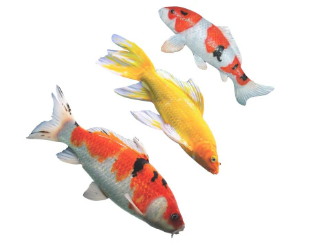 Fishes Set 3D Model