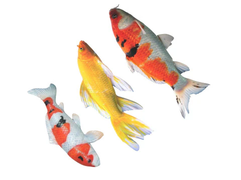 Fishes Set 3D Model