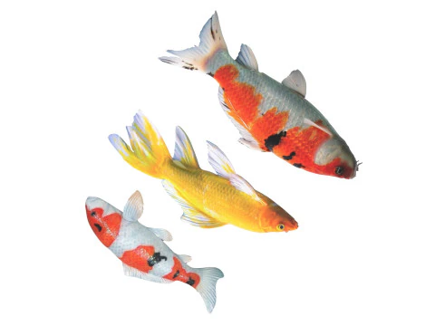 Fishes Set 3D Model