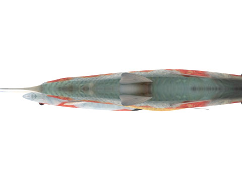 Fishes Set Modèle 3D