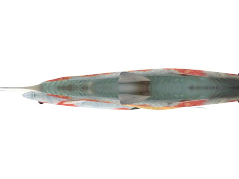 Fishes Set 3D Model