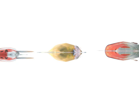 Fishes Set 3D Model