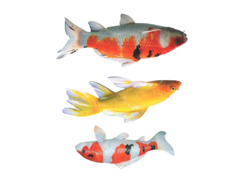 Fishes Set 3D Model