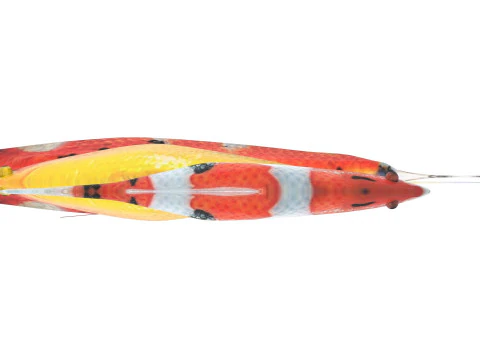 Fishes Set 3D Model
