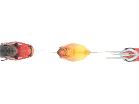 Fishes Set 3D Model