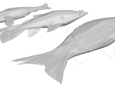Fishes Set 3D Model