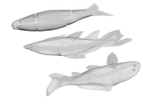 Fishes Set 3D Model