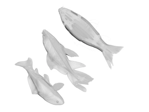 Fishes Set 3D Model