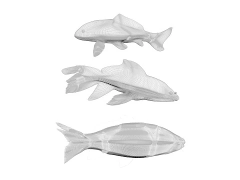 Fishes Set 3D Model