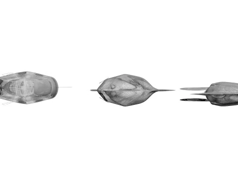Fishes Set 3D Model