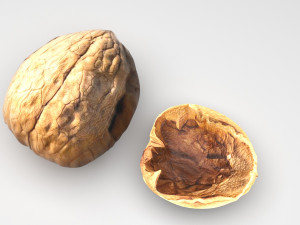 Walnut Shell 3D Model