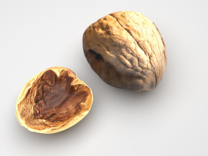 Walnut Shell 3D Model