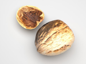 Walnut Shell 3D Model