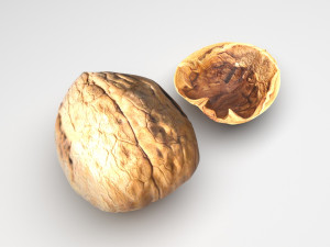 Walnut Shell 3D Model