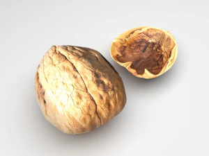 Walnut Shell 3D Model