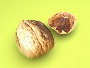 Walnut Shell 3D Model