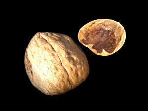 Walnut Shell 3D Model