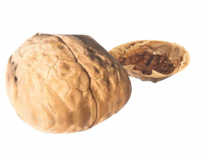 Walnut Shell 3D Model