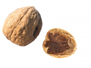 Walnut Shell 3D Model