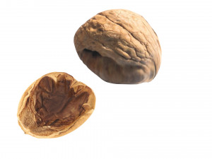 Walnut Shell 3D Model