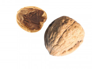 Walnut Shell 3D Model