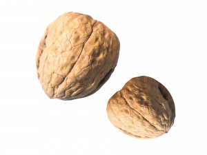 Walnut Shell 3D Model