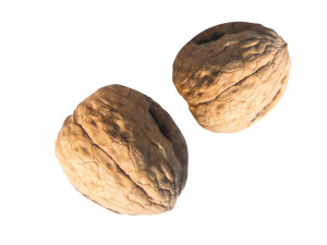 Walnut Shell 3D Model