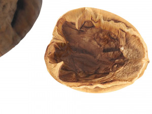 Walnut Shell 3D Model