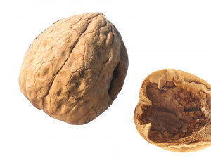 Walnut Shell 3D Model