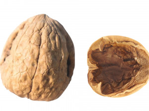 Walnut Shell 3D Model