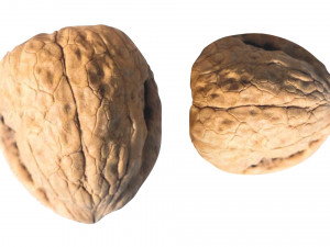 Walnut Shell 3D Model