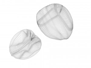 Walnut Shell 3D Model