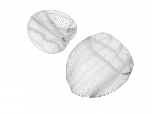 Walnut Shell 3D Model