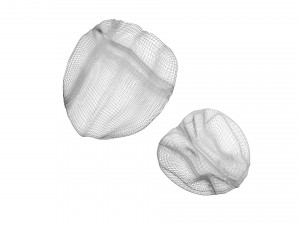 Walnut Shell 3D Model