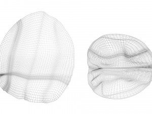 Walnut Shell 3D Model