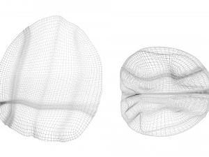 Walnut Shell 3D Model