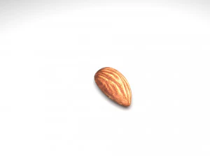 Almond 3D Model