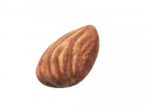Almond 3D Model